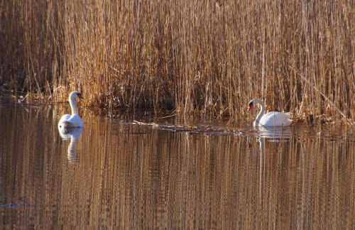 Rybaczówka Łuknajno - Foto 51