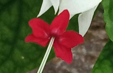 Giaglakis Rooms - Foto 70