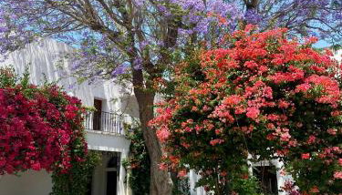 Cortijo de Guerra - Foto 3