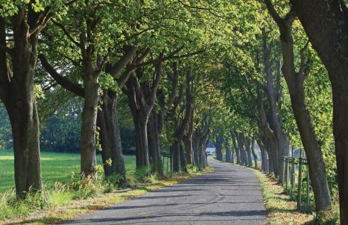 Ferienhaus 6 Altefähr - Foto 37