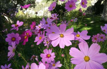 Saluda Alta - Foto 53