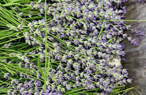 Radiant Forest Vacation Rental Haven Near Piney River, Tennessee - Foto 39