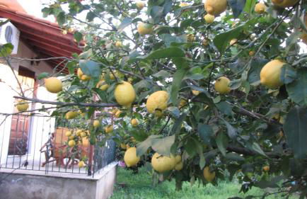 Rafaela House - Foto 31