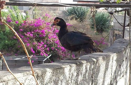 Casa Maria Luisa - Foto 51