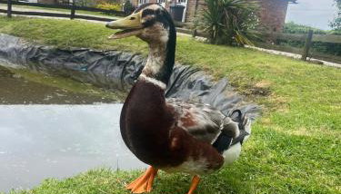 Captains Cottage Dover - Foto 4