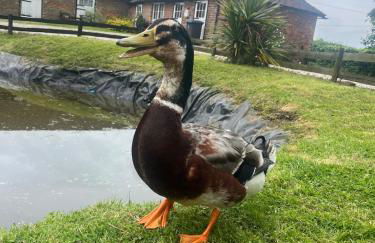 Captains Cottage Dover - Foto 4