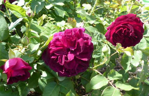 Ferienwohnung Eifelrose - Foto 10