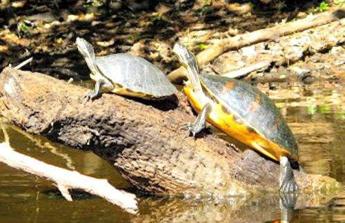 Upcycled Shipping Containers Transformed into a Glamping Home for a Unique Florida Vacation - Foto 44