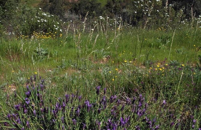 Quinta do Chocalhinho - Foto 29