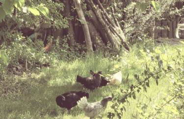 Familienfreundliche großzügige Ferienwohnung Schlierachwelle zwischen Schliersee und Tegernsee - Foto 11