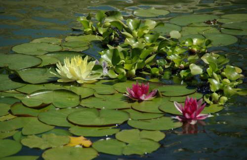 Quinta do Arade - casa 4 pétalas - Foto 37