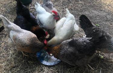 Spinnaker Barn, boutique, cute barn with hot tub - Foto 5