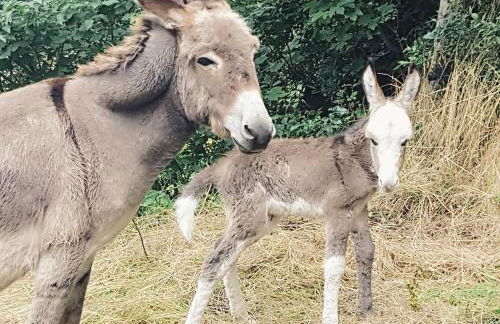 Pension Kroppental - Foto 41