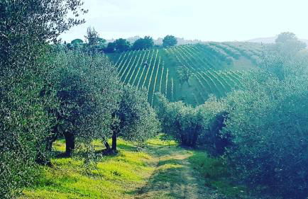 Agriturismo Sant'Ellero - Foto 10