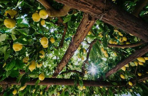 Il Giardino dei limoni - Foto 24