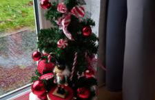 Butterflies Rest - Foto 52