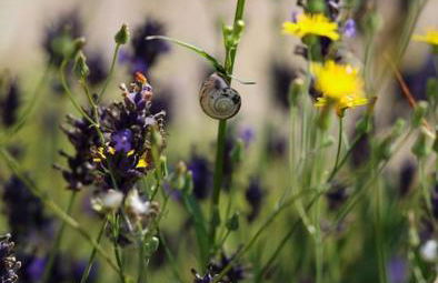 Bienenwagen Weitblick, Kamin, Sauna ganzjährig nutzbar - Foto 31