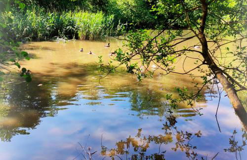 AMORES DE ASTURIAS - Foto 28