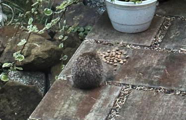 Lakeside-Hideaway - Photo 8