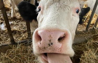 Le Chianine dei Tognoli - Foto 7