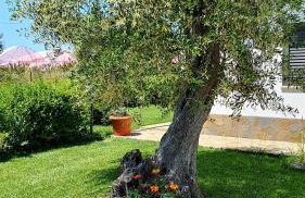 Villa Leone - Photo 33