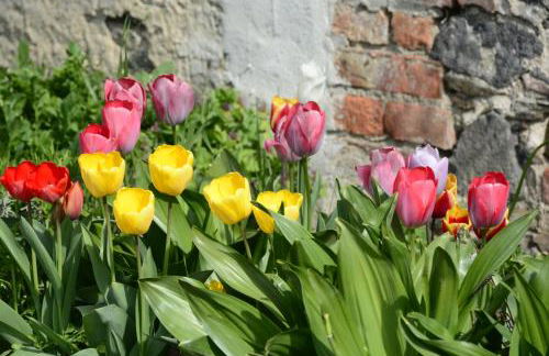 Stiftsherrenhaus - Foto 48