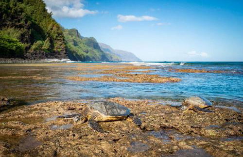 Waipouli Beach Resort H305 - Foto 37