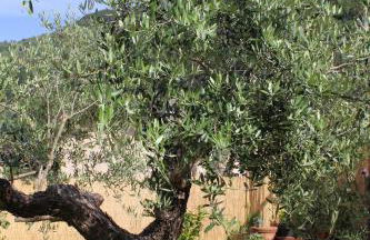 La casina di mezzo - Tiny House - Foto 33