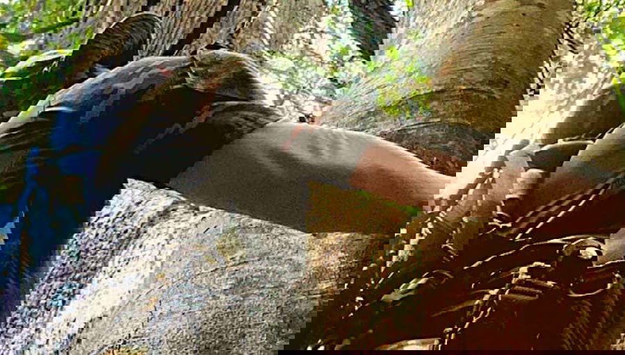 Trilha pela flora e fauna amazônica em Rio Branco