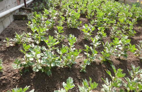 Tenuta Montelaura - Foto 58