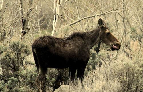 Family Cabin Rental on Beautiful Ranch near Yellowstone National Park, Wyoming - Foto 16