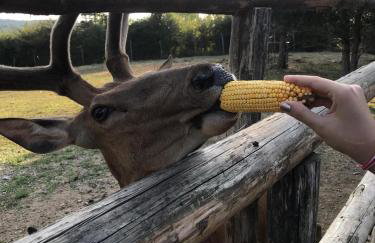 Apartman Laura - Foto 24