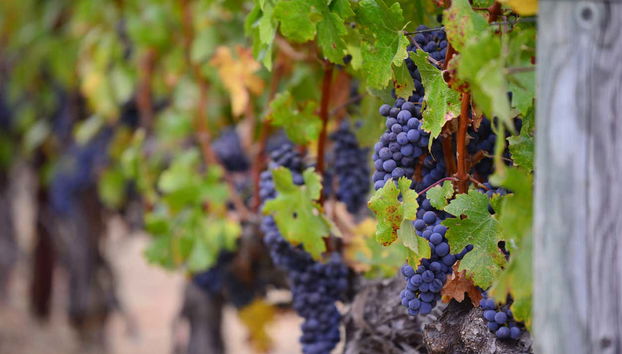 Bunches of grapes in a vineyard