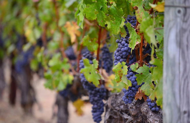Excursión a Laguardia y Haro con visita a dos bodegas - Foto 4