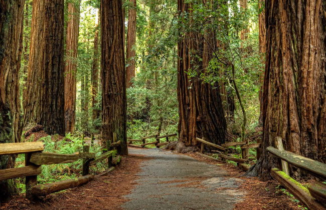 Muir Woods & Sausalito Tour - Photo 2