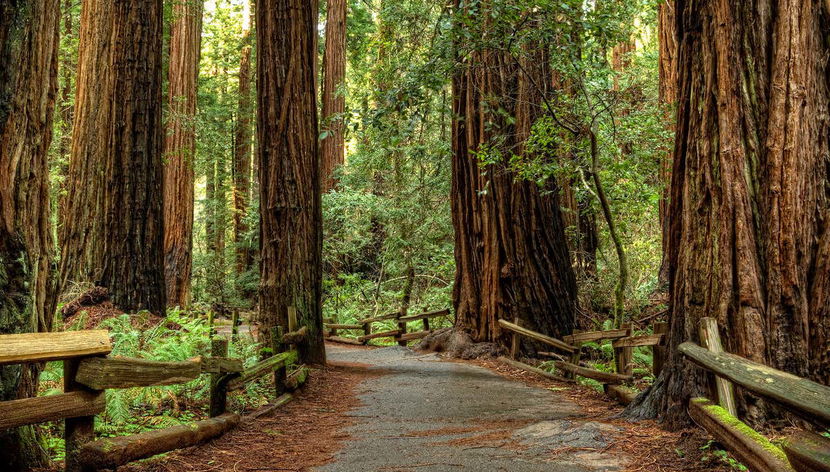 Escursione a Muir Woods e Sausalito - Foto 2