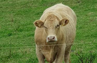 Ferienwohnung am Siegelbächle - Foto 2
