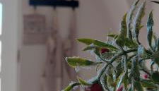 La Fontana di Casa Bernardi, terrazzo Wi-Fi PetFriendly con Area Cani - Foto 4