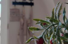 La Fontana di Casa Bernardi, terrazzo Wi-Fi PetFriendly con Area Cani - Foto 4