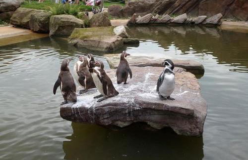 Chic 2 Bed Near Alton Towers, Polar Bears, Peak District - Foto 71