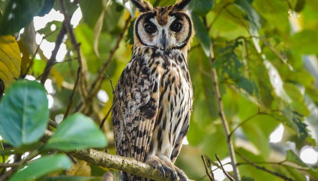 Un esemplare di gufo in Amazzonia