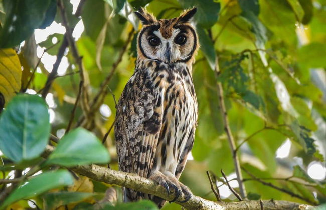 Tour di 4 giorni sul fiume Yanayacu con birdwatching - Foto 5