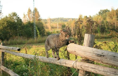 Świerkowe Rancho - Foto 8