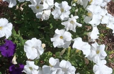 Casa das Mouriscas - Foto 73