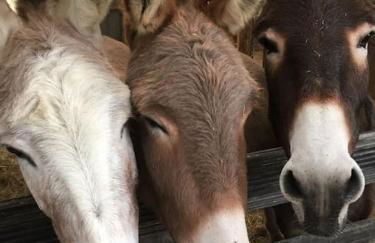 Evadez-vous à la ferme ! - Foto 6