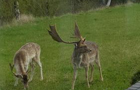 Agroturystyka Lisa Młyn - Foto 14