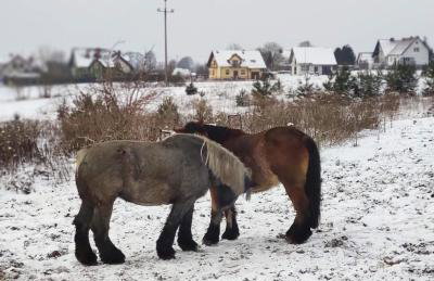 Jeziorna 26 - Foto 48