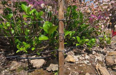 Boavista Country Houses no 87 - Foto 136