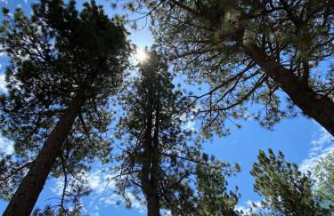 Snow Bunny Cottage, Pets Welcomed! - Foto 46