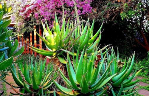 QUIET HOUSE GARDEN NAPLES-POMPEI-SORRENTO - Foto 19